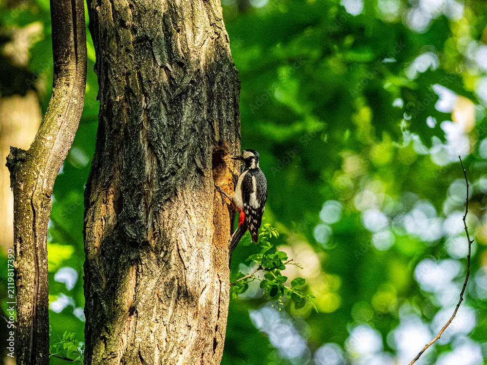 Fototapeta premium Great spotted woodpecker climbing a tree trunk in a green forest