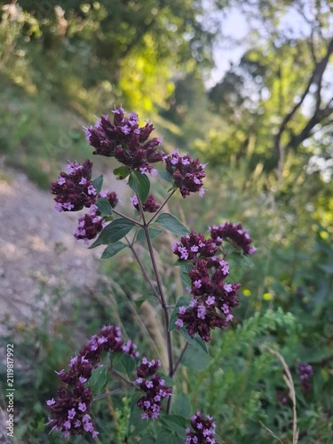 Wild oregano blooming in natural meadow