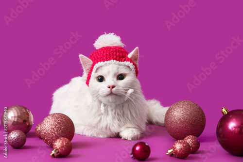 Cute white cat in funny hat...