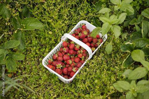 Looking down on fresh picked strawberries in basket resting in g