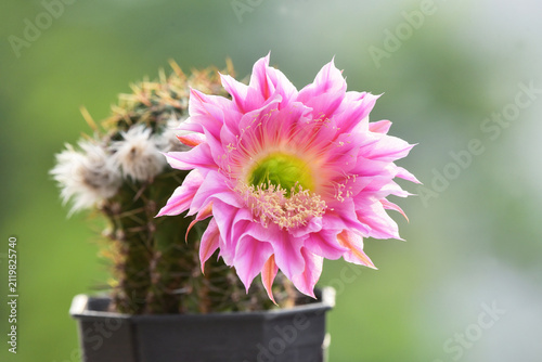 Принти на полотні Bloom pink Echinopsis cactus flower with long pollens and flower buds