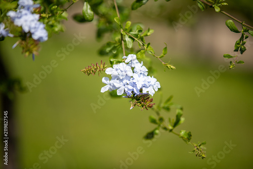 Canvastavla Serene blue plumbago flowers blooming in natural outdoor setting with green leaves close-up from below the plant