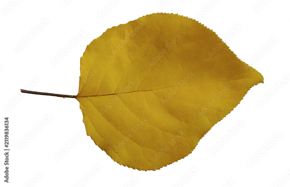 Naklejka premium Single yellow autumn leaf isolated on white background