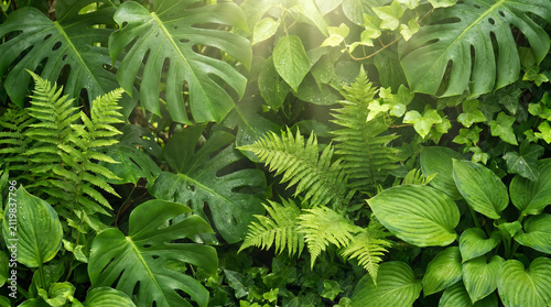 Lush green fern leaves growing in sunlit forest with natural light Generative AI