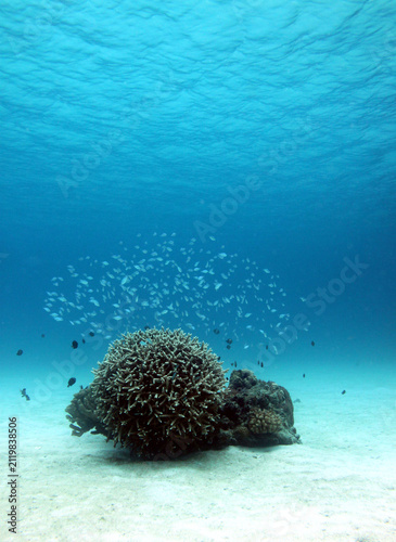 Photography Clear blue underwater background with coral reef and copy space in Okinawa