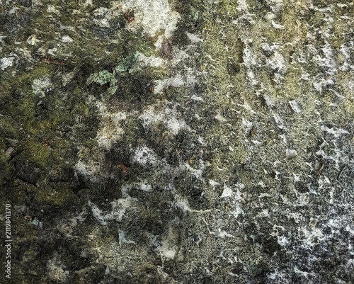 Close-up of weathered wall texture with moss, mold, and grunge effect.