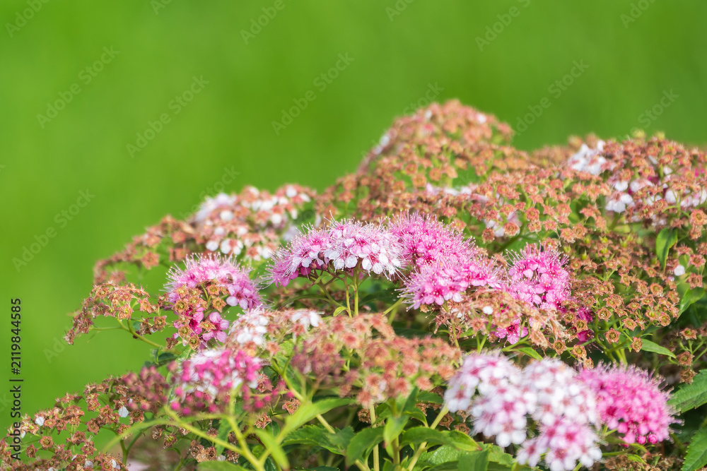 Obraz premium Flowers of Spiraea japonica double play pink, the Japanese meadowsweet, Japanese spiraea or Korean spiraea. It is a plant in the family Rosaceae.