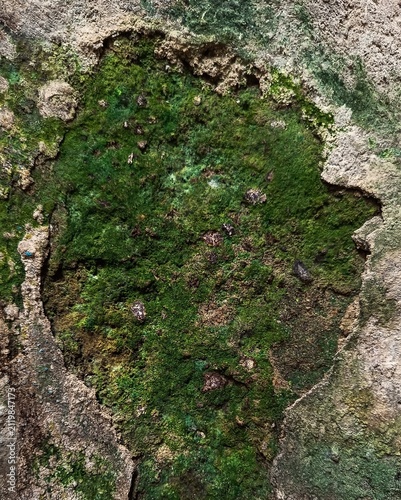 Close-up of vibrant green moss growing inside damaged concrete wall texture.