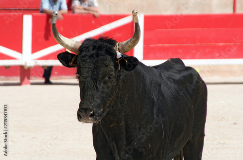 un taureau camarguais au cours d'une course libre