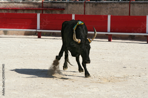 Taureau de Camargue en action pour une course camarguaise, 