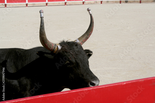 Tête du taureau le nez sur la balustrade