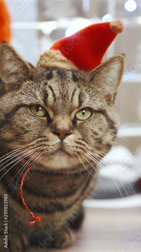 Cat with Santa hat watching over gifts and tree