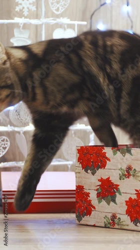 British cat jumps out of a present box in slow motion