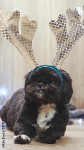 Dog with reindeer antlers posing at the Christmas tree