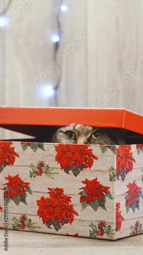 Cat eyes looking from Christmas present box