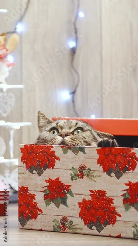 Cute cat hiding inside the Christmas present
