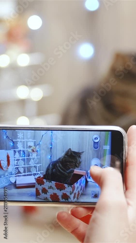 Person take photo of cat in Christmas present box