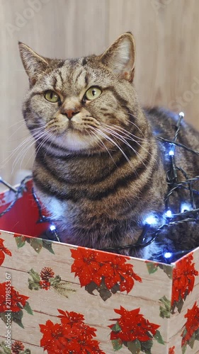 Cat decorated with Christmas tree lights