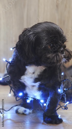 Cut black puppy decorated with Christmas tree lights