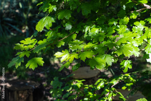 Field maple (Acer campestre) leaves are roundish with shallowly lobed margins, exhibiting vibrant green color that contrasts beautifully with surrounding foliage on blurry dark background.