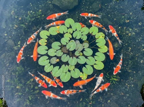 Colorful Koi Fish Swimming Around Lily Pads in Pond