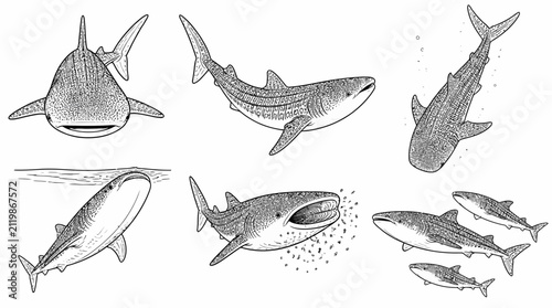 Whale Shark Collection Illustrations in Engraved Style