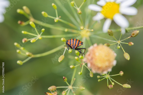 Fotografie Striped bug (Graphosoma italicum, minstrel bug) with red and black stripes in wi