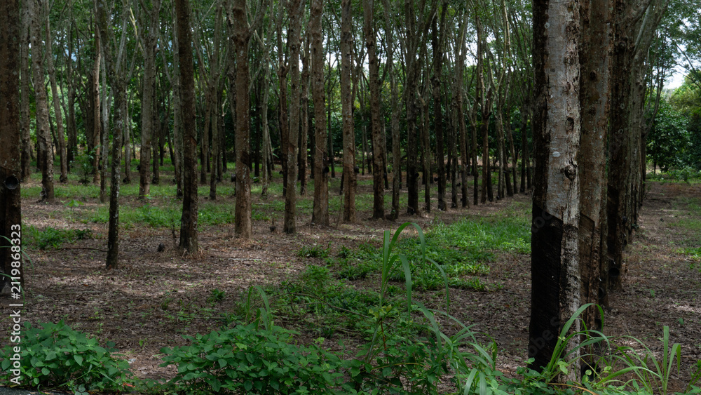 Fototapeta premium Plantation view of a rubber tree forest with straight trunks lined up neatly. Showing natural agricultural scenery outdoors. Ground and trees are moistened by rainwater.