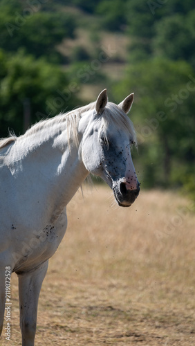 white horse in the field