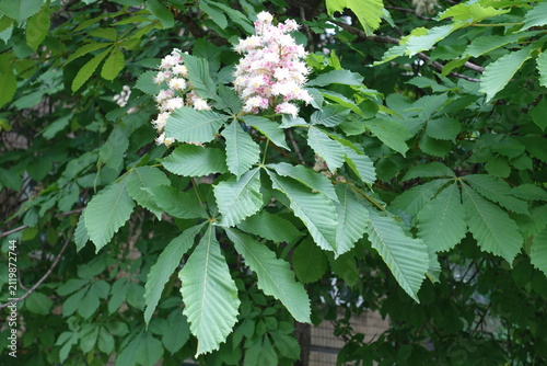 Foto Profusion of white flowers of horse chestnut tree in May