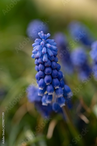 blue grape hyacinth