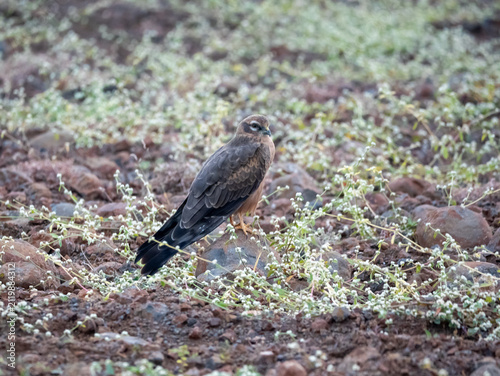 Принти на полотні Montagu's Harrier Female Bird on Ground Close-up, Wild Bird of Prey in Natural H