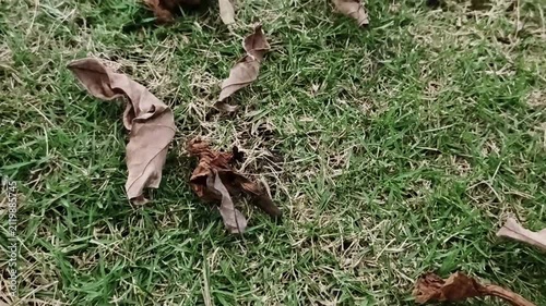 Dry brown leaves blowing across green grass in a garden