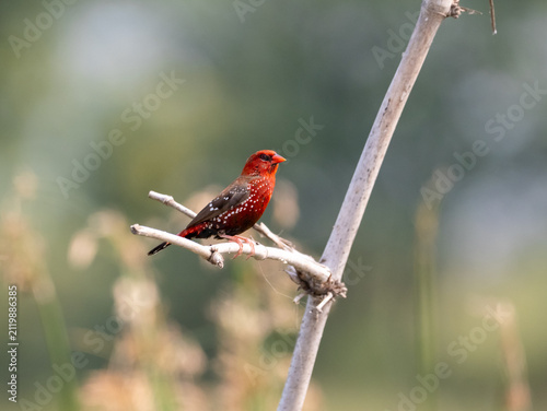 Photography Vibrant Red Avadavat Bird Perched on Branch, Close-Up Wildlife Photo with Copy S