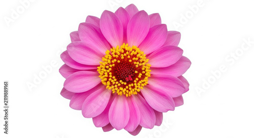 Pink close-up flower with yellow center