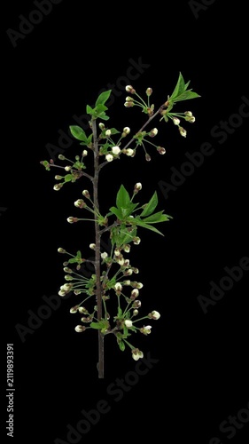 Time lapse of blooming cherry tree (Prunus cerasus) branch isolated on black background, vertical orientation