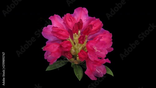 Time lapse of opening red rhododendron (Ericacea family) with ALPHA transparency channel isolated on black background