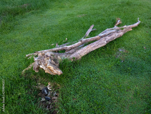 Фотография Dry mossy tree log lying on a green grass field.