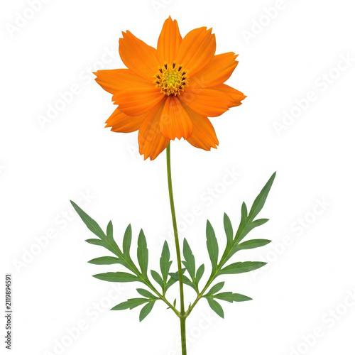 Bright orange flower with green stem and leaves