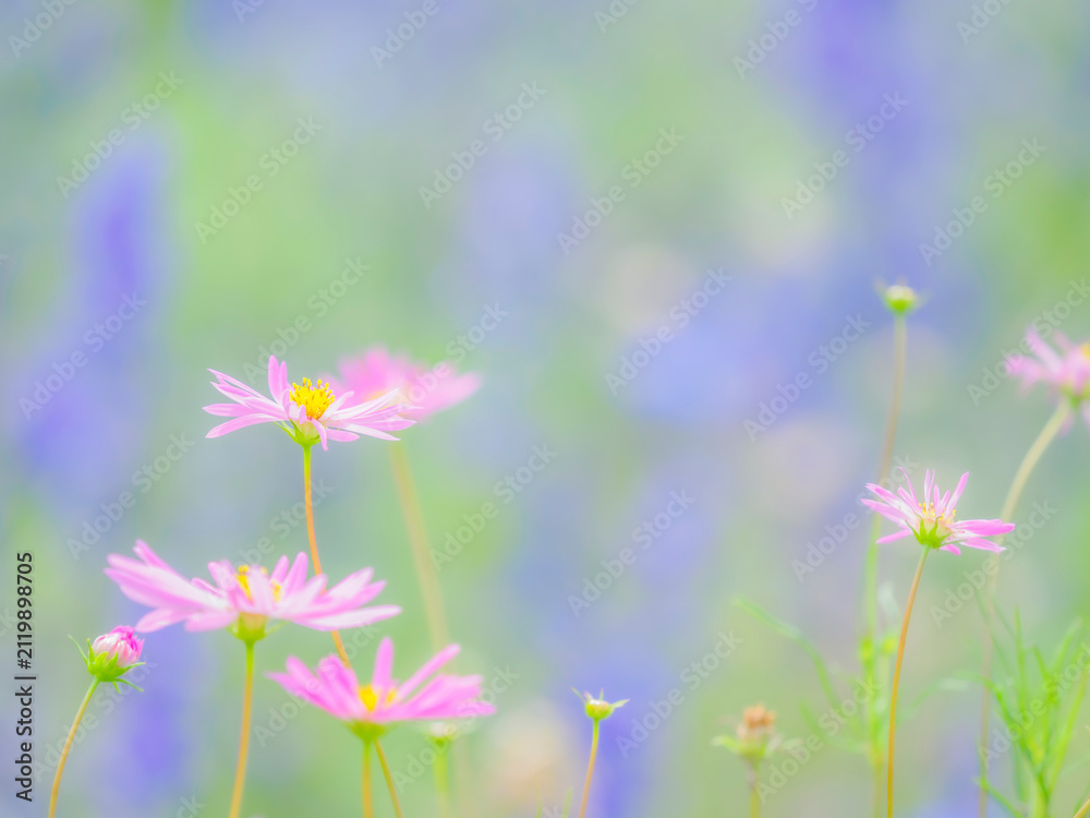 Fototapeta premium 淡いピンクの花。透き通る花びら。花畑の青い花のボケた背景。秋の公園や花壇を彩るコスモスのある風景。自然風景素材