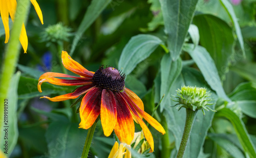 Black eyed Susan flower blooming in a summer garden