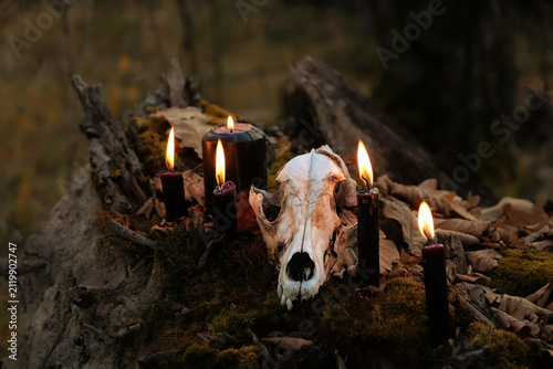 Fotografie old animal skull and burning black candles close up in autumn forest, dark natural background