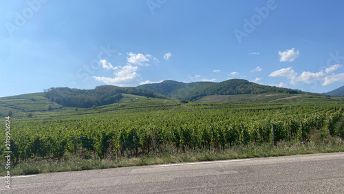 Vineyards and grape-growing vineyards in a region of Central Europe.