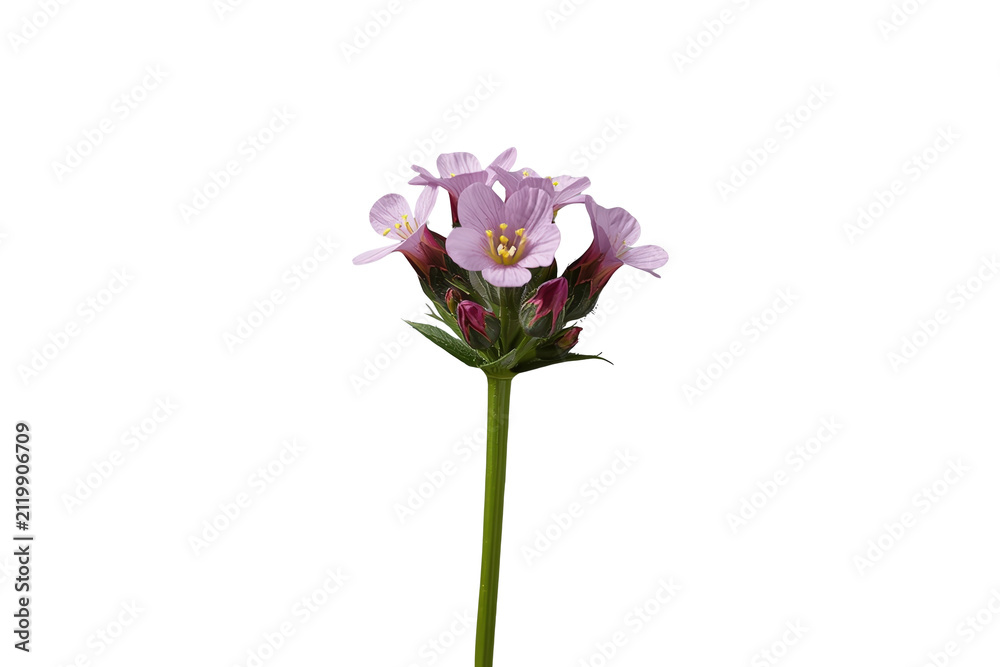 Fototapeta premium Compact lilac flower cluster on long stem isolated on transparent background