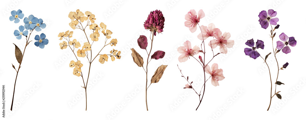 Fototapeta premium PNG Colorful pressed flowers collection on transparent background