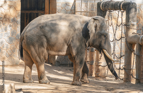 Fotografía Large adult elephant with visible tusks stands calmly in a sunny zoo enclosure