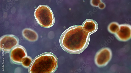 фотографія Cryptococcus neoformans, 3D illustration of encapsulated yeast cells with budding forms, opportunistic fungal pathogen associated with cryptococcosis and meningitis in immunocompromised patients