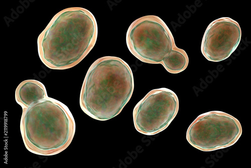 Quadro su tela Cryptococcus neoformans, 3D illustration of encapsulated yeast cells with budding forms, opportunistic fungal pathogen associated with cryptococcosis and meningitis in immunocompromised patients