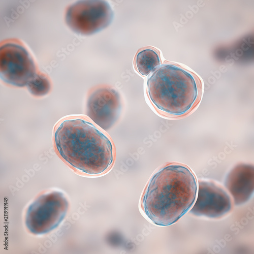 Cryptococcus neoformans, 3D illustration of encapsulated yeast cells with budding forms, opportunistic fungal pathogen associated with cryptococcosis and meningitis in immunocompromised patients.