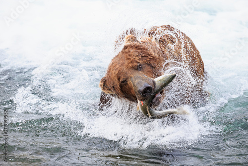 USA, Alaska, Katmai National Park, Brown bear (Ursus arctos) at Brooks Falls with caught salmon